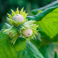 American Hazelnut