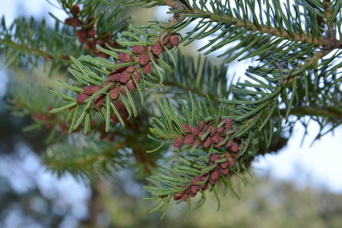 Balsam Fir