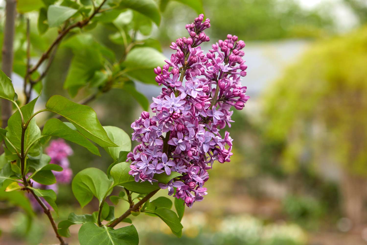 Common Lilac