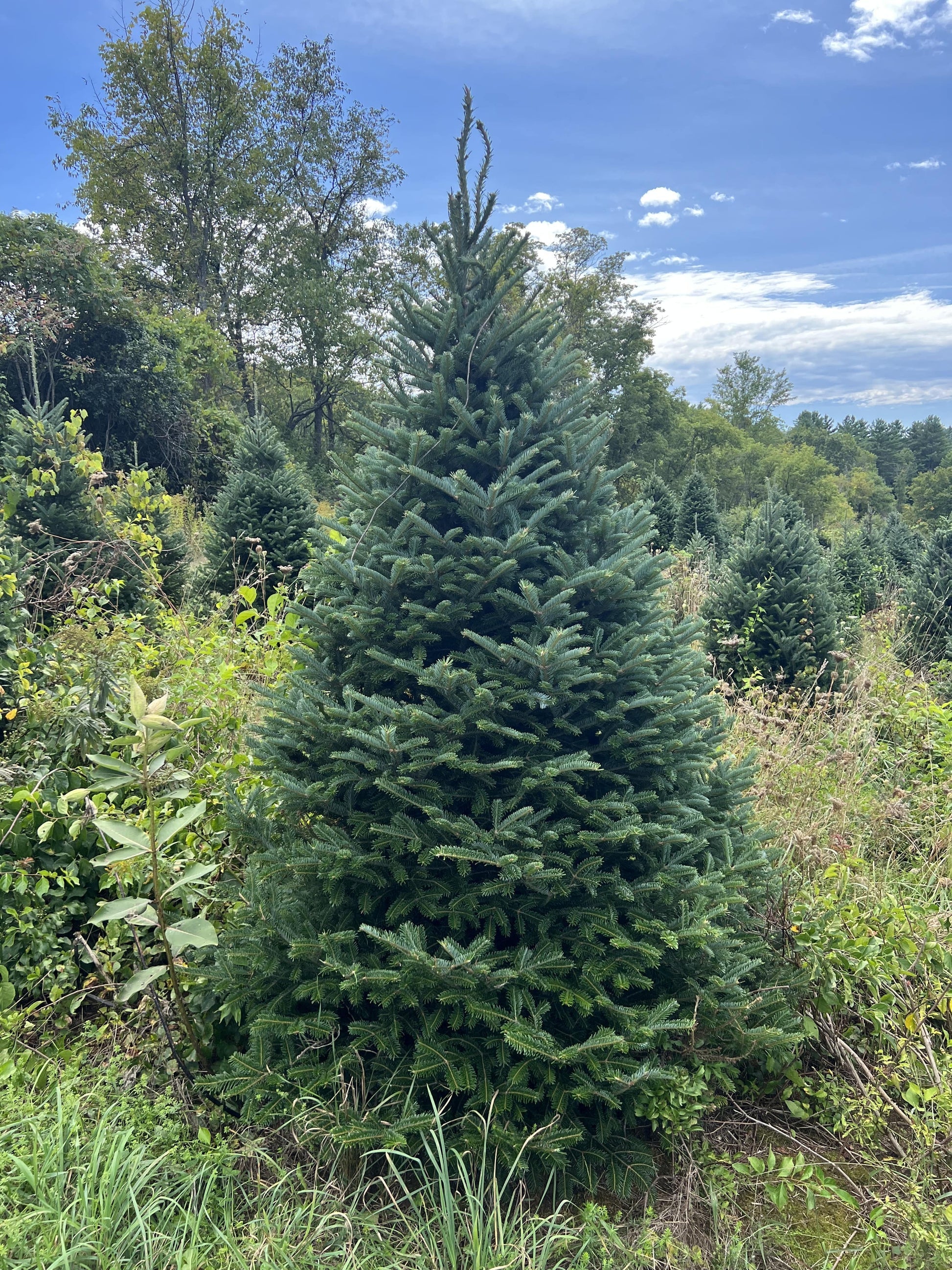 Fraser Fir