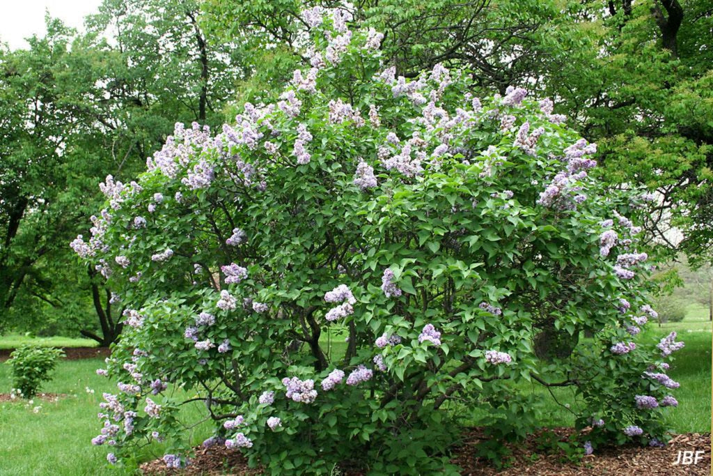 Common Lilac