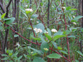 Red Osier Dogwood