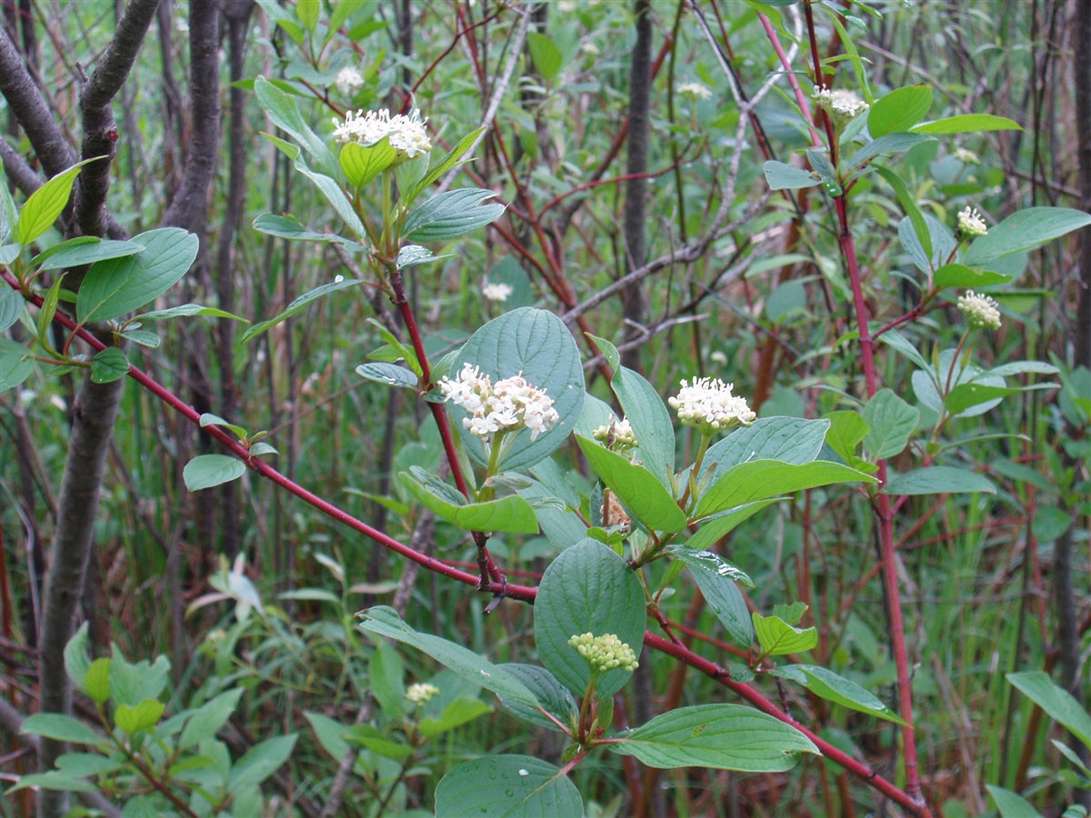 Red Osier Dogwood