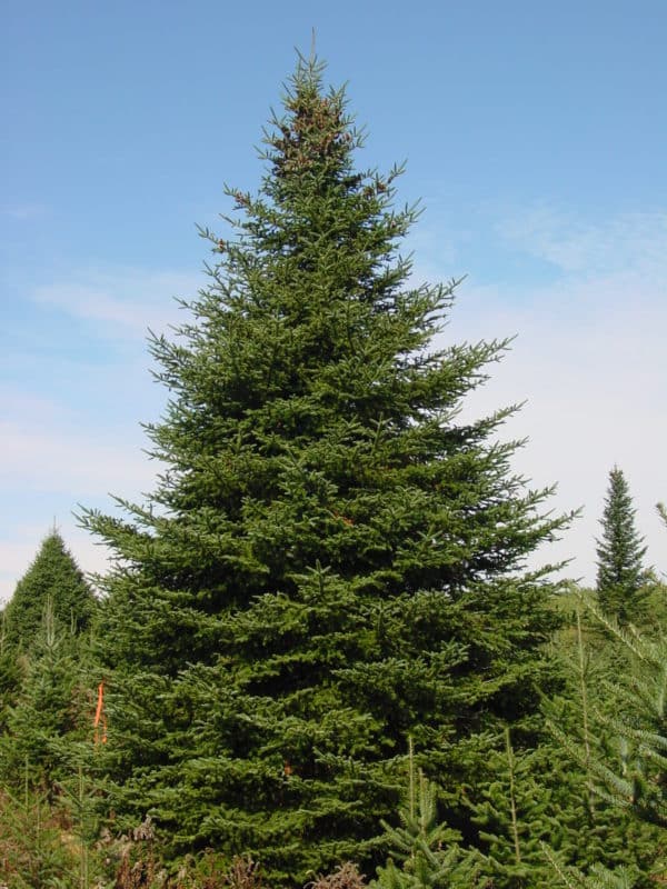Balsam Fir