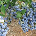 Bluecrop Blueberry