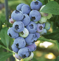 Blueray Blueberry
