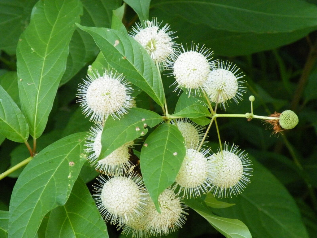 Buttonbush