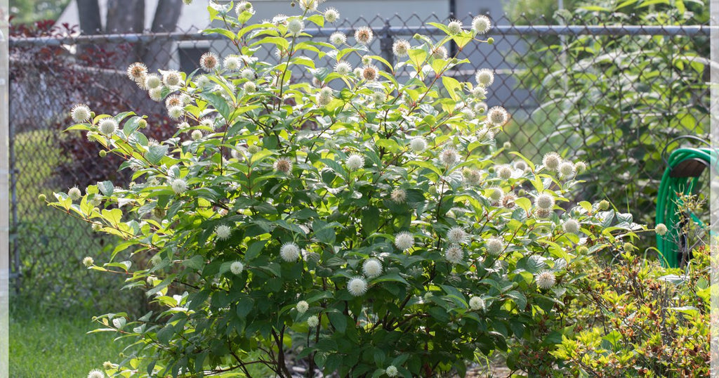Buttonbush