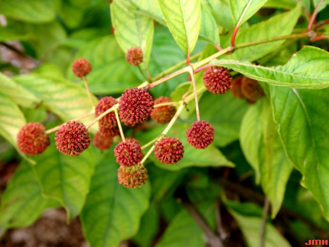 Buttonbush