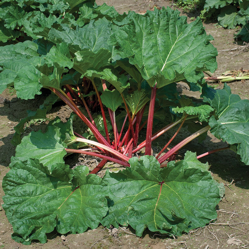 Cawood Delight Rhubarb Crowns