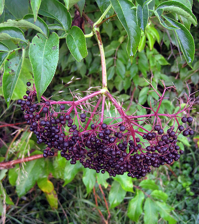 American Elderberry