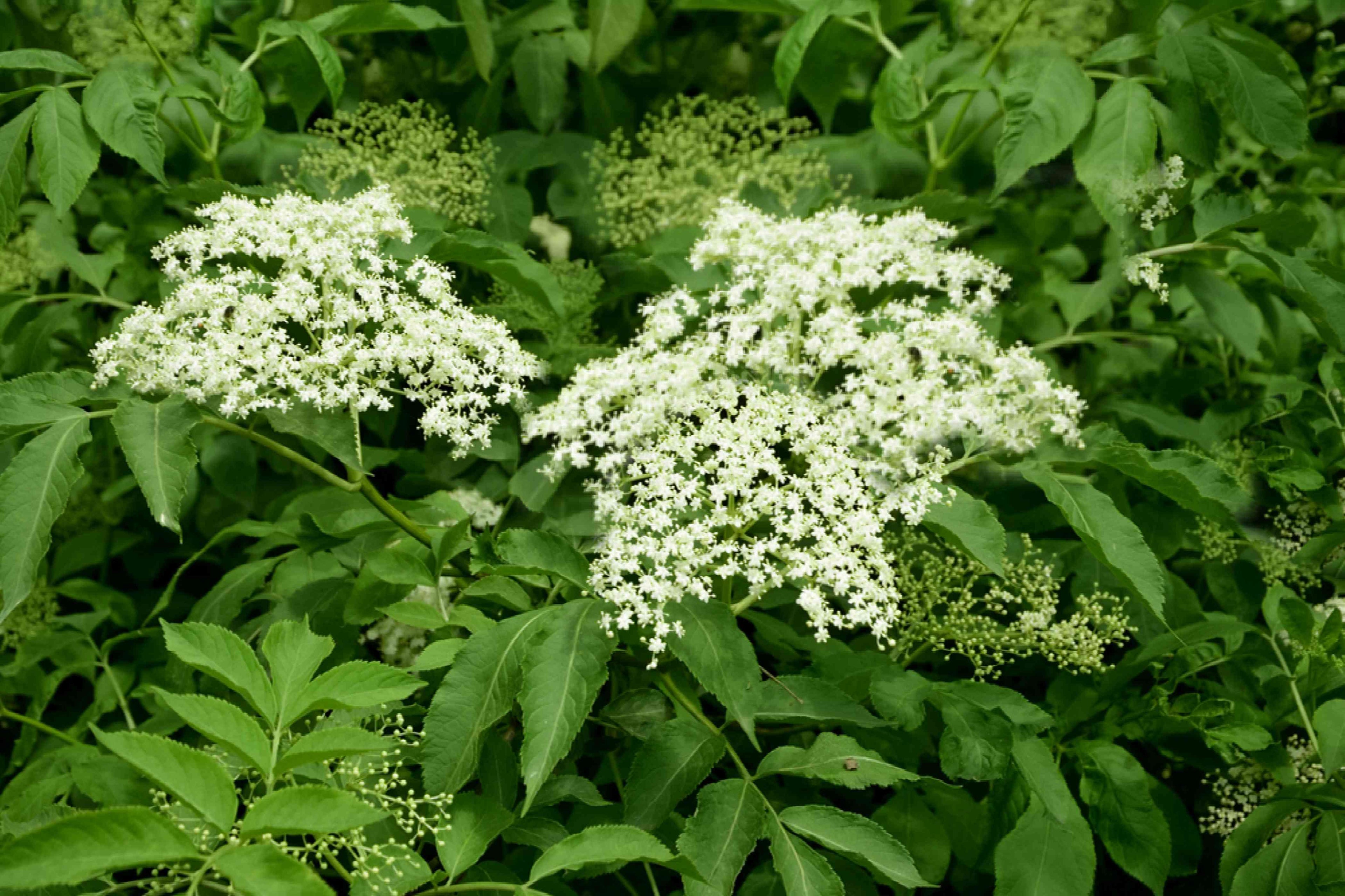 American Elderberry