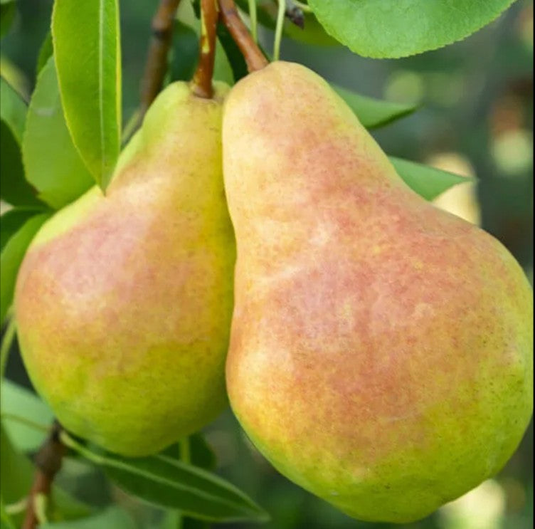Flemish Beauty Pear