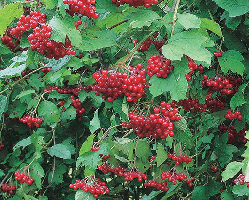 Highbush American Cranberry