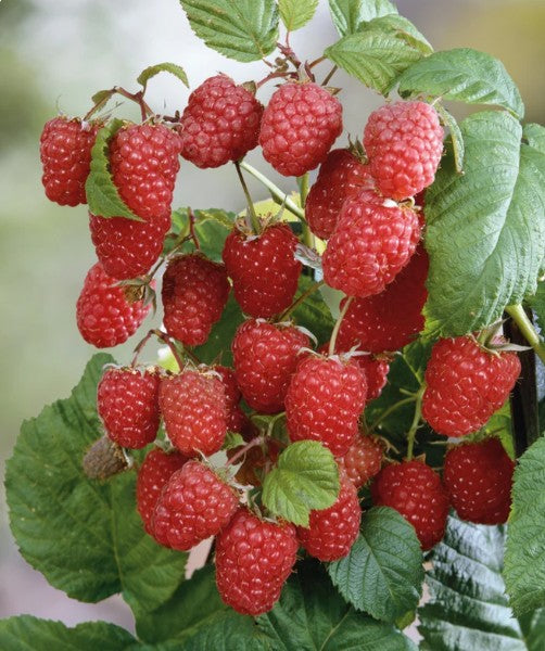 Latham Red Raspberry