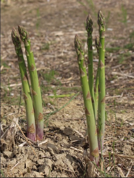Mary Washington Asparagus Crowns