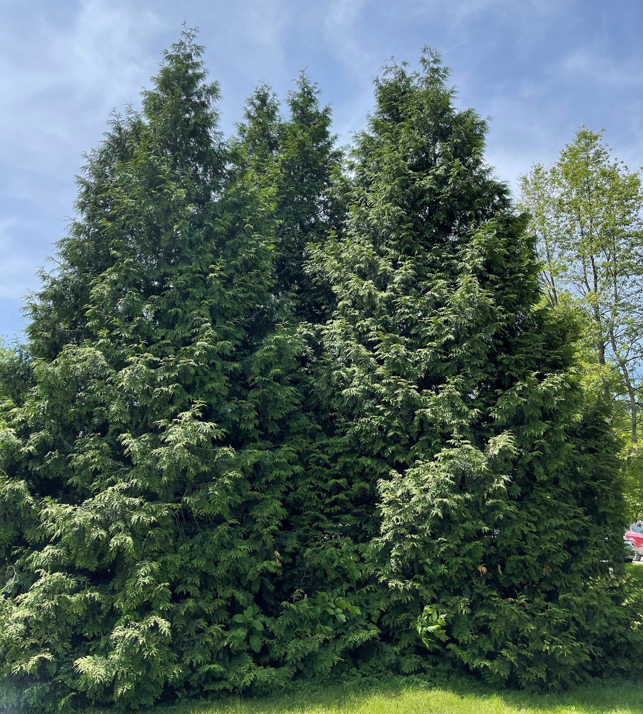 Northern White Cedar