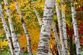 Paper Birch
