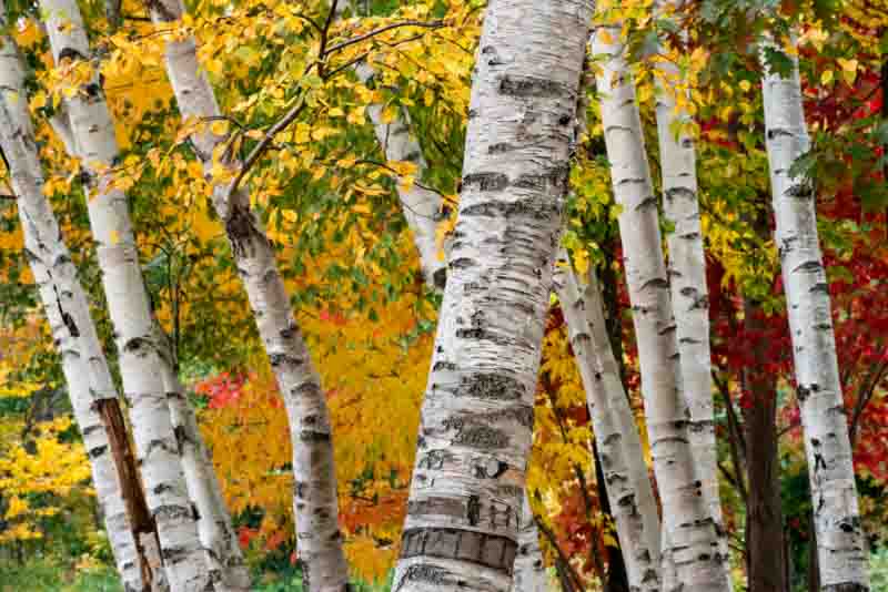 Paper Birch
