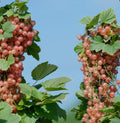 Pink Champagne Currant