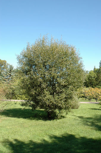 Pussy Willow