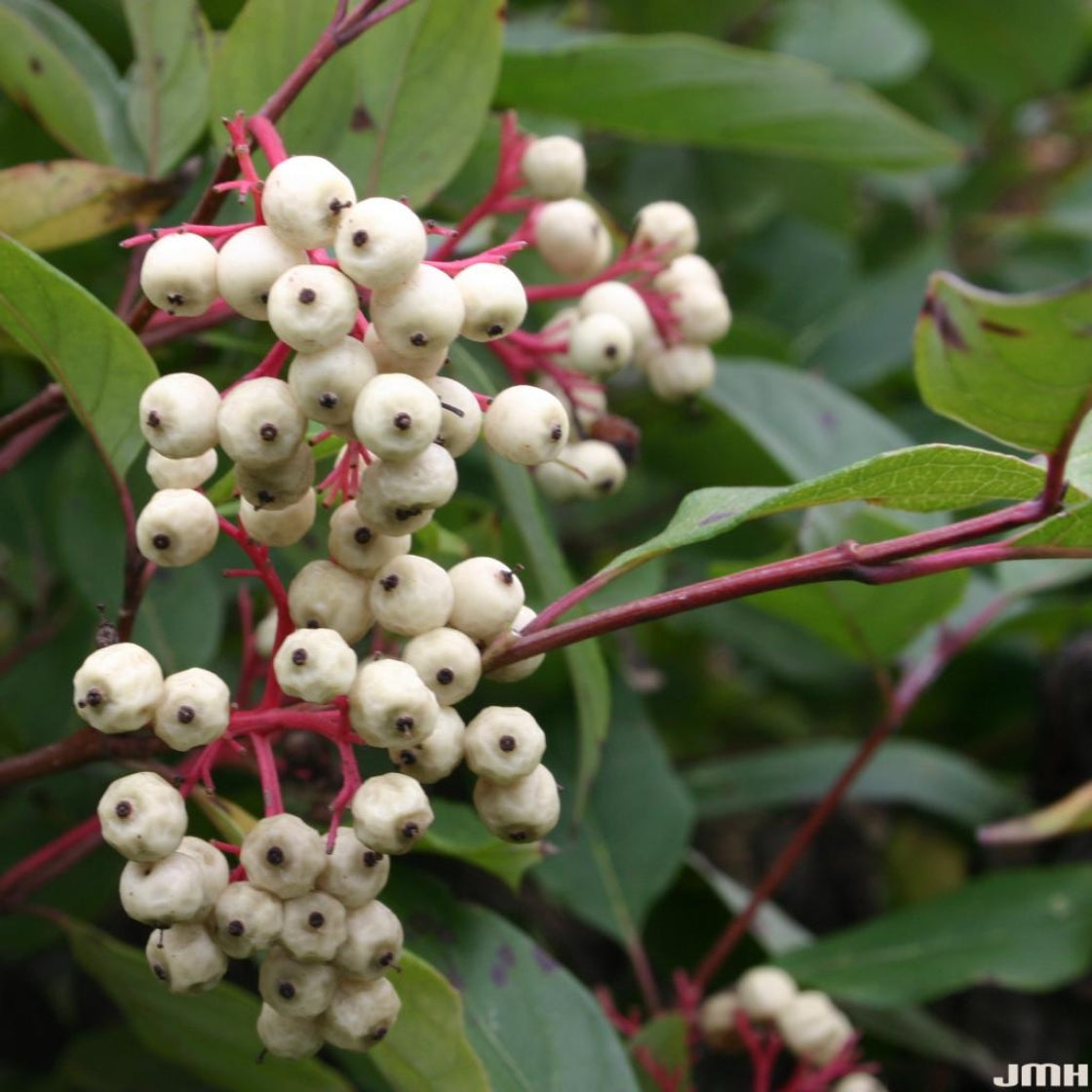 Red Osier Dogwood