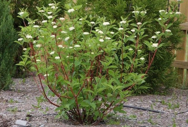 Red Osier Dogwood