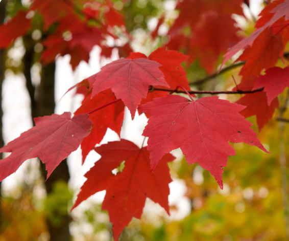 Red Maple