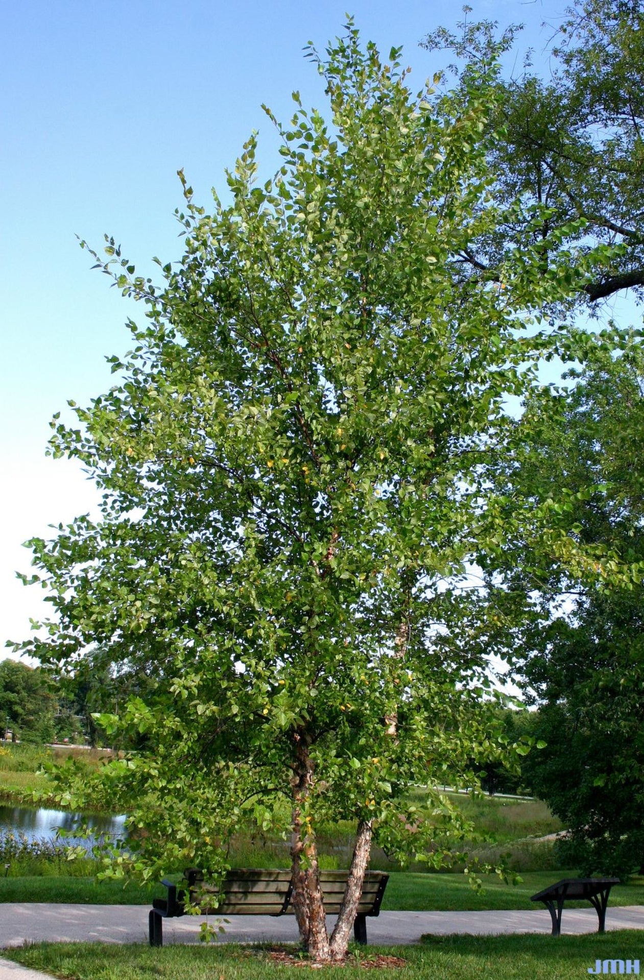 River Birch
