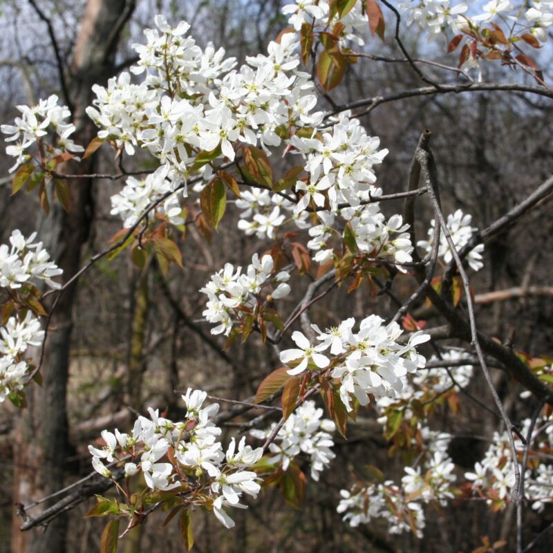 Serviceberry