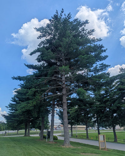 Eastern White Pine