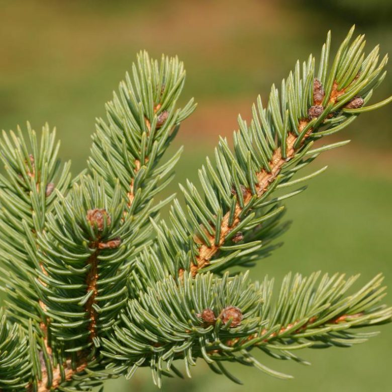 White Spruce