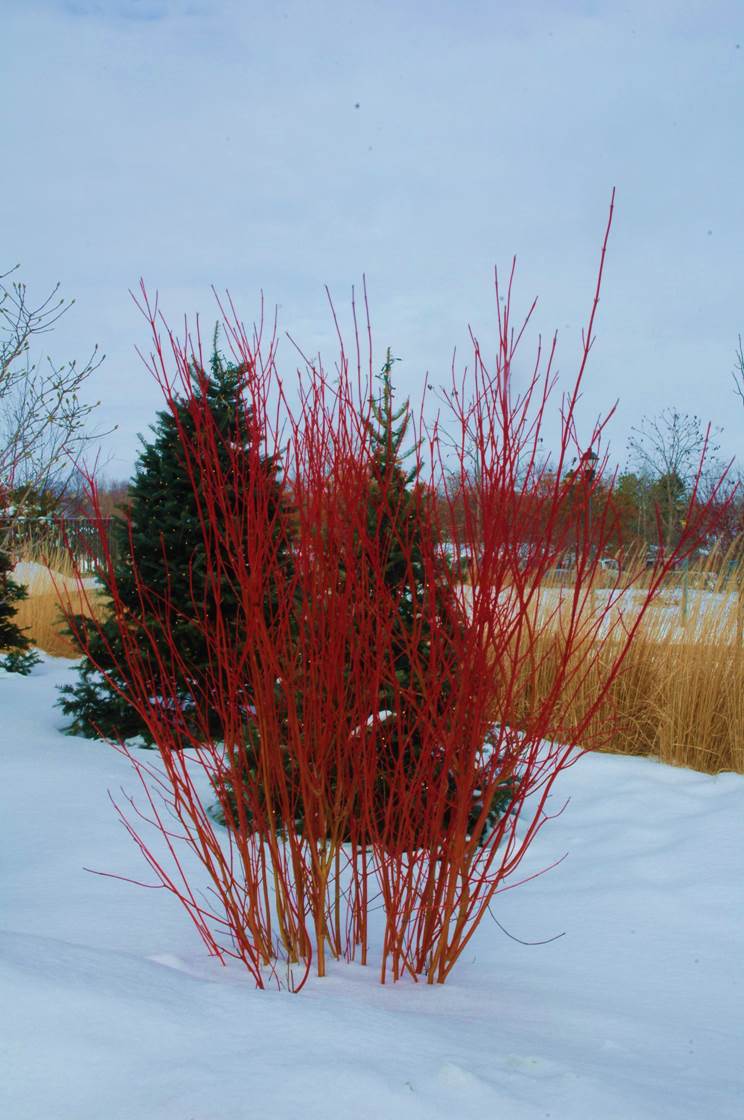 Red Osier Dogwood