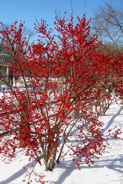 Winterberry