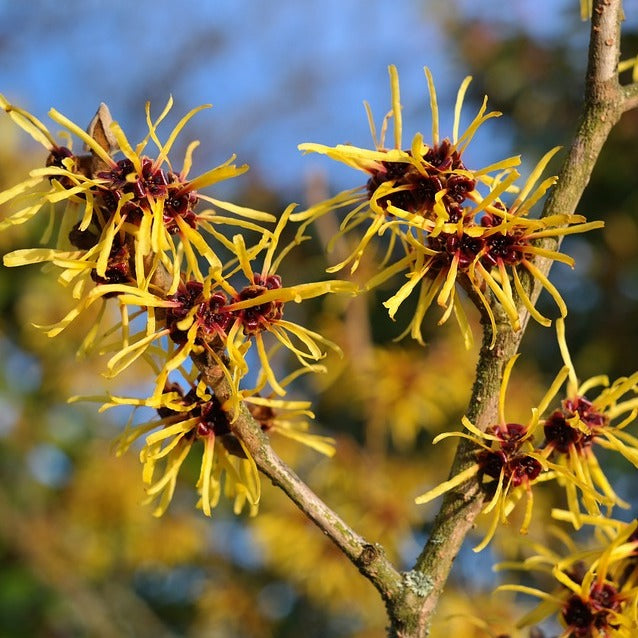 Common Witch Hazel